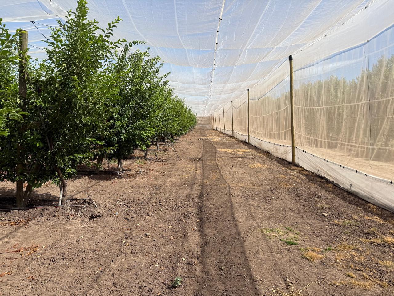Instalación de mallas anti-granizo Agro Fuentes SPA