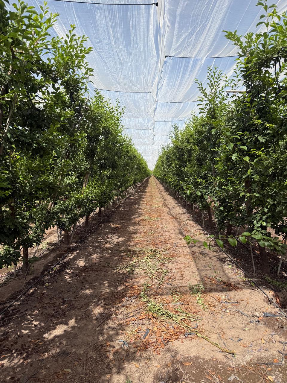 Huerto frutal protegido con mallas anti-granizo Agro Fuentes SPA