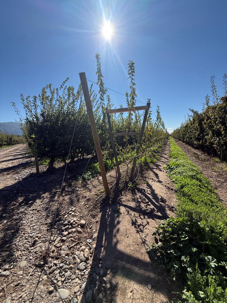 Huerto frutal con sistema de protección
